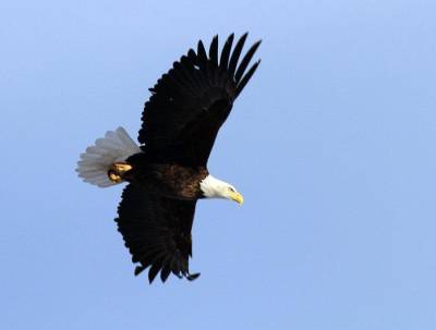 scott_2011_bald_eagle_in_flight.jpg