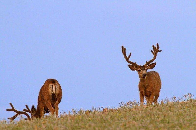 scott_7-18-2015_bucks_on_Henry_Mountains1.jpg