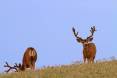 scott_7-18-2015_bucks_on_Henry_Mountains1-800x534-800x534.jpg