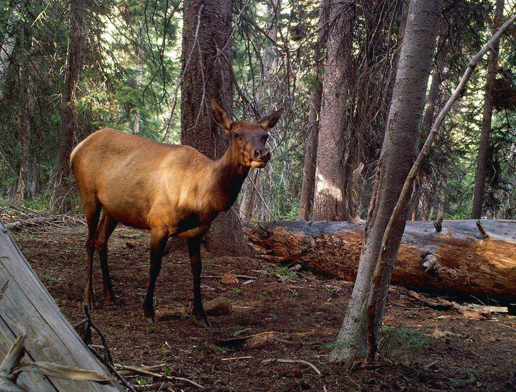 scott_8-10-2010_cow_elk_1.jpg