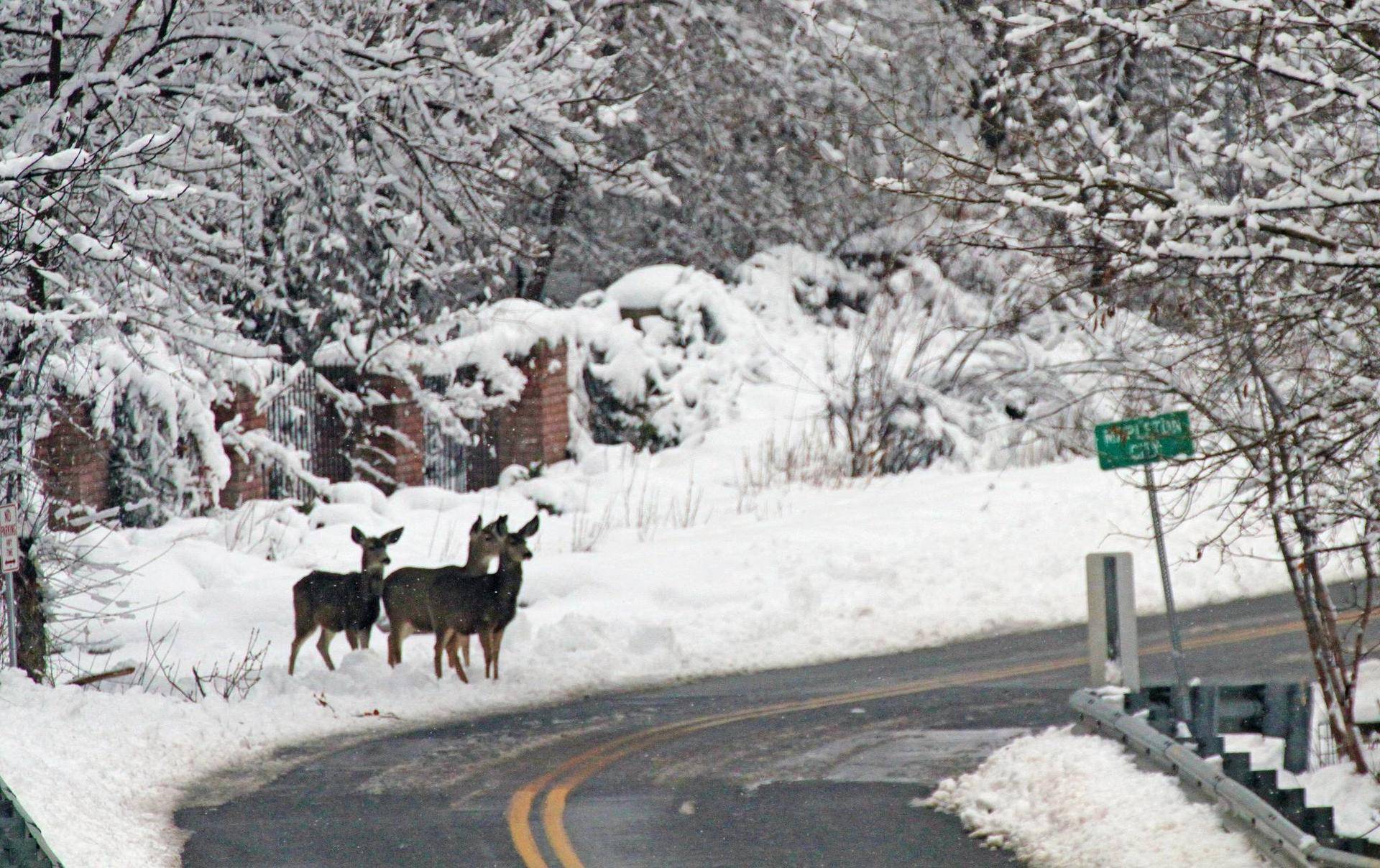 scott_root_2-28-2019_deer_near_a_road_in_Mapleton.jpg