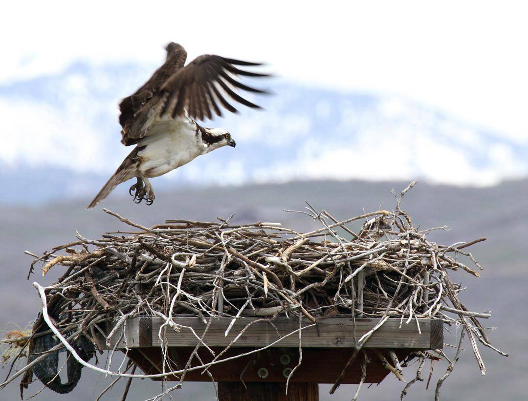 scott_root_6-30-2013_osprey_over_nest_tower.jpg