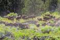 scott_root_7-2016_bison_on_the_Henry_Mountains.jpg