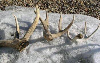 shed_antlers.jpg