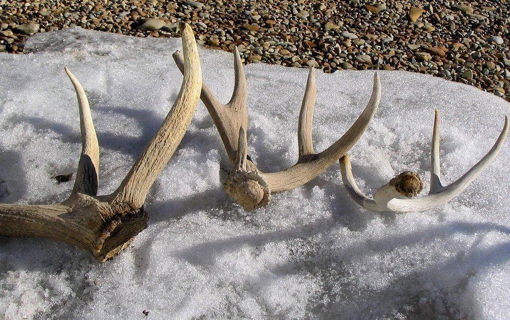 shedantlers_muledeer1-31-05.jpg