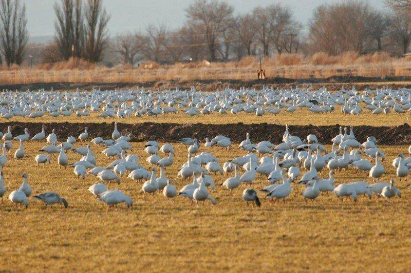 snow-geese-Delta-UT-by-Lynn-Chamberlain-e1446492457655.jpg