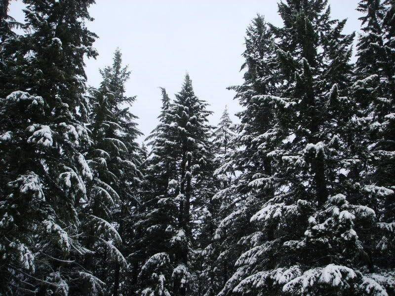 snowypines-800x600-1.jpg