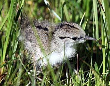 spotted_sandpiper.jpg