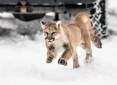 steve_gray_1-2015_cougar_races_from_truck_after_being_moved_out_of_an_urban_area_in_north-central_Utah.jpg