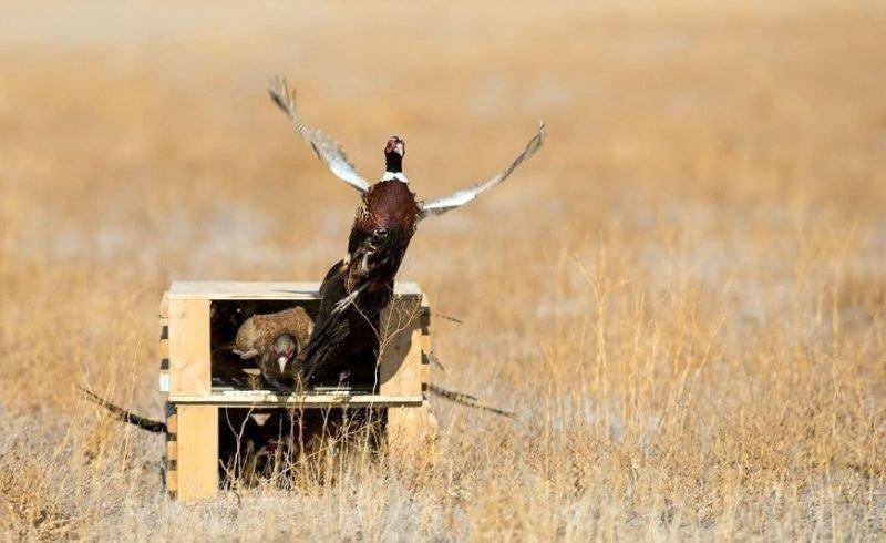 steve_gray_11-4-2016_releasing_pheasants_in_north-central_Utah_25.jpg