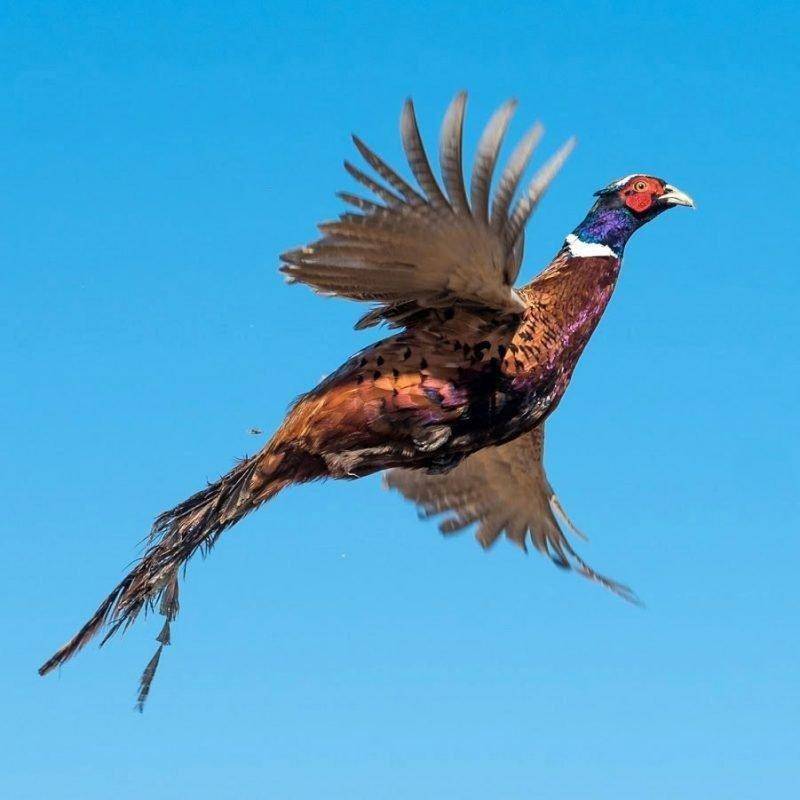 steve_gray_11-4-2016_releasing_pheasants_in_north-central_Utah_6.jpg