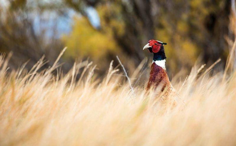 steve_gray_11-6-2015_pheasant_in_field_5.jpg