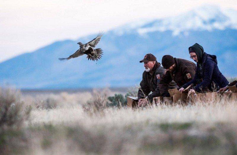 steve_gray_3-10-2016_sage_grouse_transplant_-Tooele_-County_5.jpg