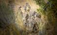 steve_gray_9-2016_chukar_partridge_in_Utah.jpg