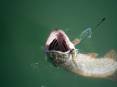 steve_newren_1-26-2016_northern_pike_at_Yuba_Reservoir_1.jpg