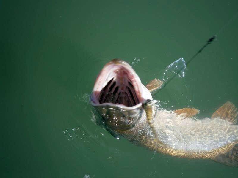 steve_newren_1-26-2016_northern_pike_at_Yuba_Reservoir_1.jpg