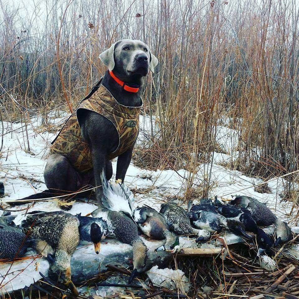 tanner_diamond_9-18-2018_dog_and_ducks_in_Utah.jpg