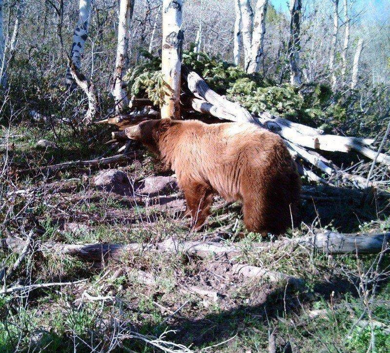 ted_hallows_5-17-2009_black_bear_near_Kamas.jpg