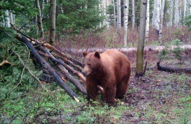 ted_hallows_5-17-2009_black_bear_near_Kamas_1.jpg