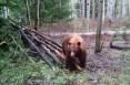 ted_hallows_5-17-2009_black_bear_near_Kamas_2.jpg