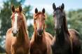 three-horses.jpg.860x0_q70_crop-scale.jpg