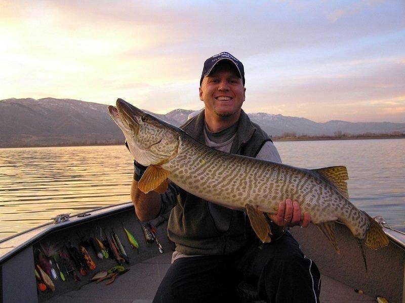 tiger_muskie_pineview_reservoir_utah.jpg