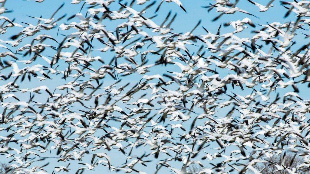 tom_-becker_2-2016_snow_geese_near_Delta_1.jpg