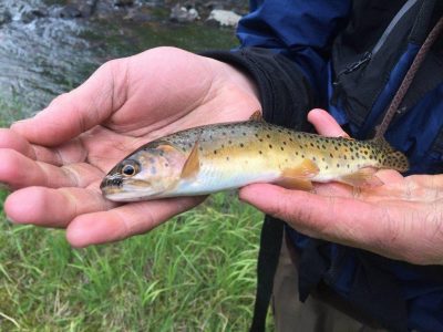 tonya_kieffer-selby_2-12-2019_angler_shows_cutthroat_trout_caught_in_the_Uintas.jpg