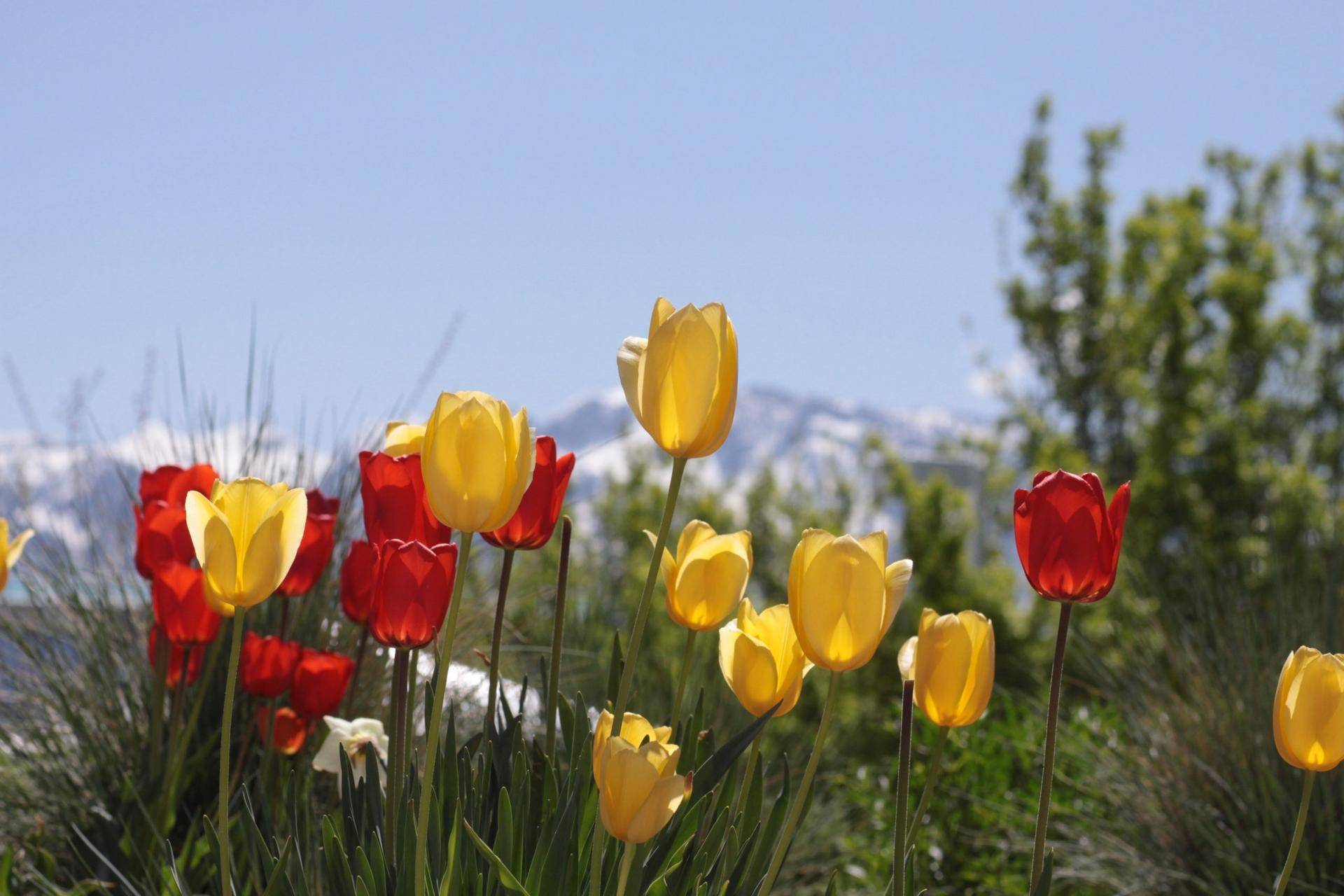 tulips-scaled.jpg