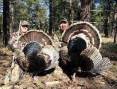 turkey-hunt.jpg