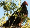 turkey-vulture.jpg