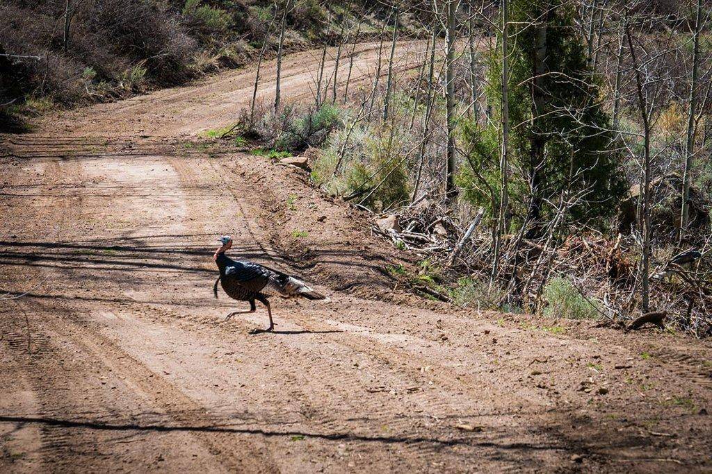 turkey_crossing_road_jacobson.jpg