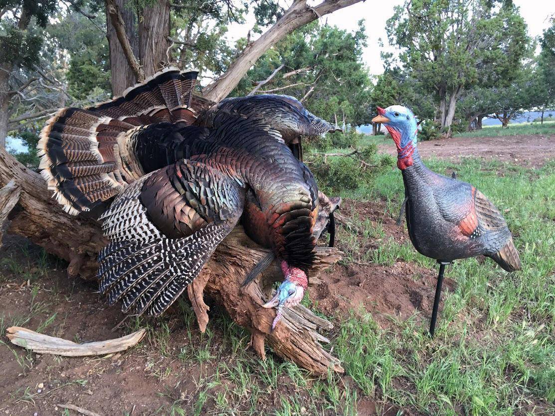 tyrell_orme_4-12-2016_wild_turkey_and_decoy.jpg