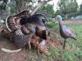 tyrell_orme_4-12-2016_wild_turkey_and_decoy.jpg