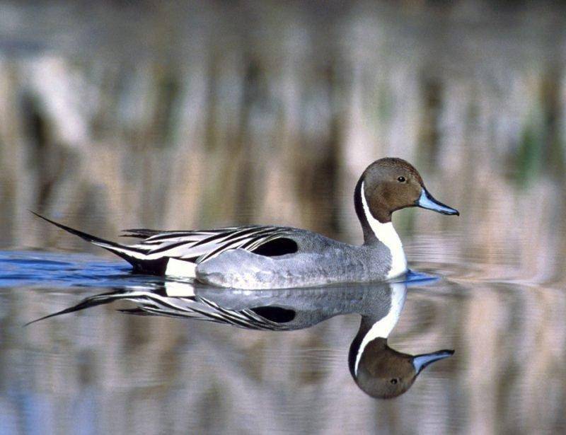 usfws_9-27-2012_pintail_duck_4.jpg