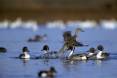 usfws_9-27-2012_pintail_ducks.jpg