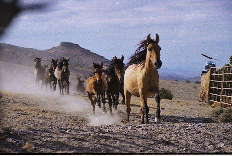 wild-horses.jpg